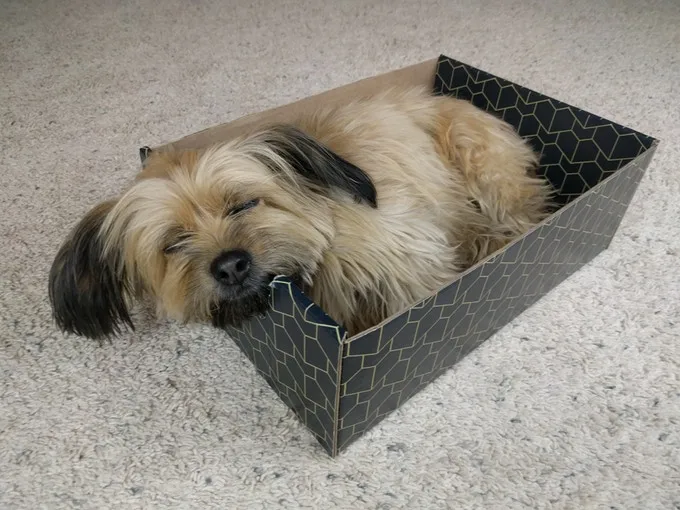 The Purrfect Pet Box is also suitable for small dogs