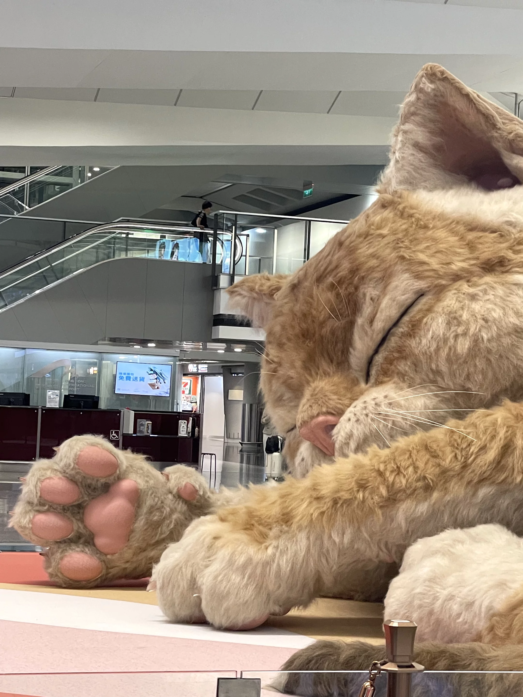 The cat adds "purr-sonality" to the pretty sterile and bland arrivals hall