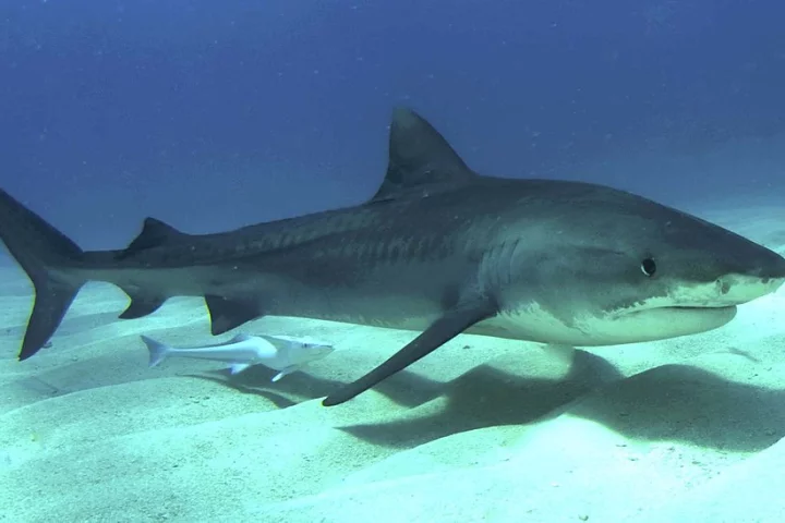 A juvenile tiger shark photographed in the Bahamas