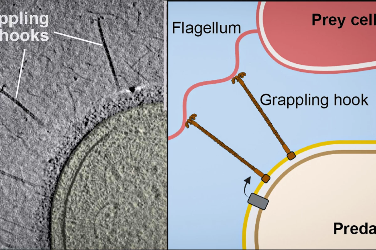 A new study has shown in detail how a bacterium attacks its prey like a pirate