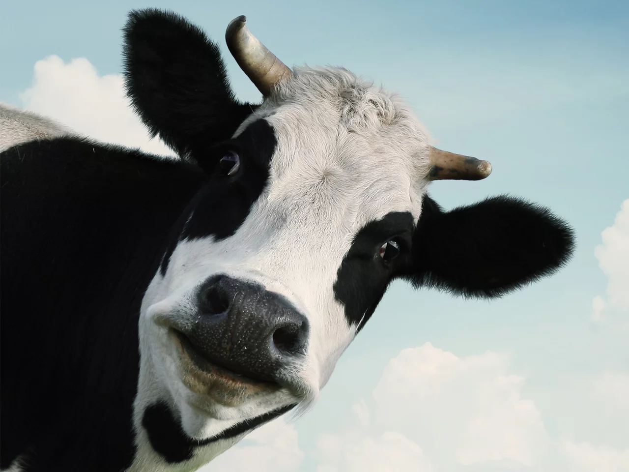 Cow face on up close