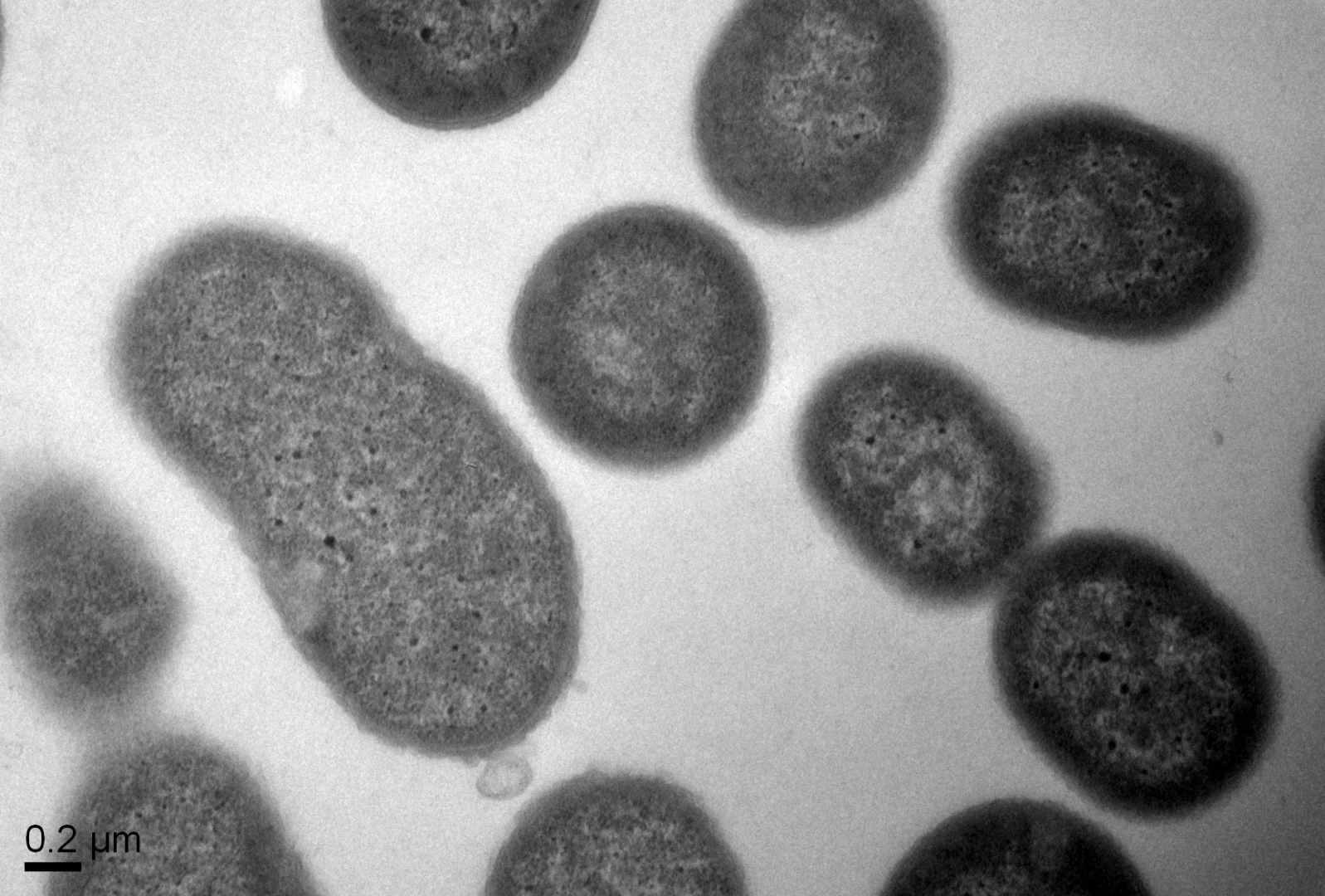 Normal cells of the Acinetobacter baumannii bacteria before treatment with the synthetic polymers
