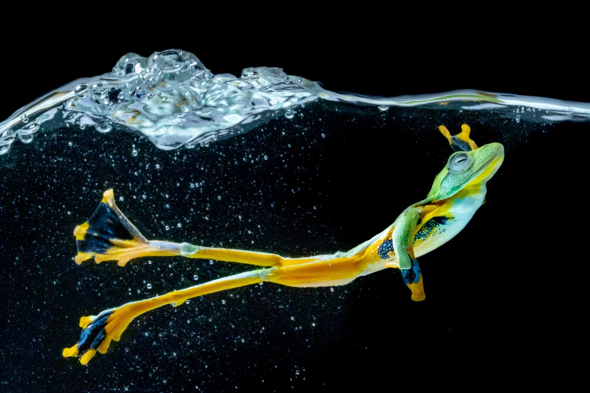 The Mind's Eye Photo Awards. Honorable Mention - Flying Frog. Wallace’s Flying Frog is a moss frog found in Malaysia and western Indonesia