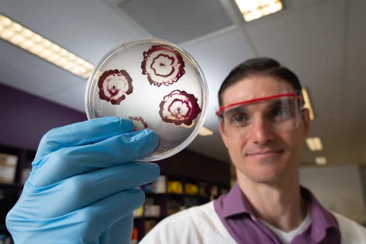 New hybrid antibiotics have been shown to blast through bacterial biofilms