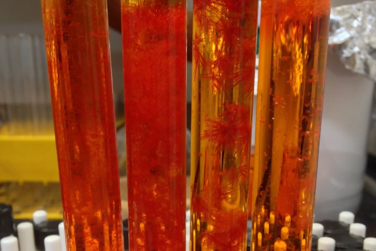 DSFO+, a molecule seen here in crystal form, has been used to boost the power generated by the contaminant-consuming bacteria, Shewanella oneidensis