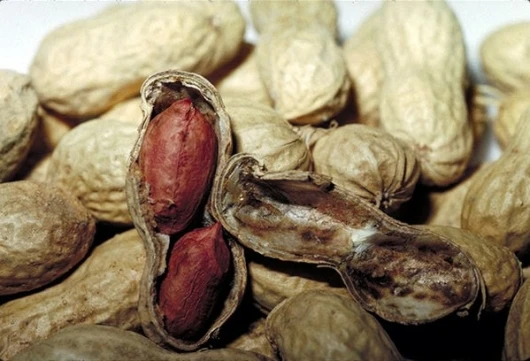 Peanuts: no longer a death sentence for allergy sufferers?