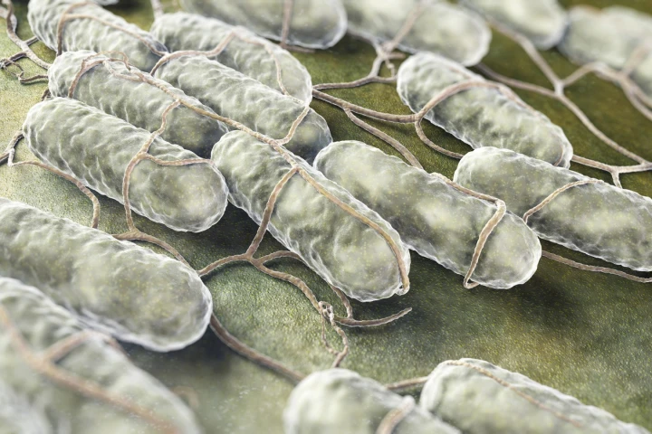 Cornell researchers have found that salmonella-induced food poisoning could permanently damage your DNA