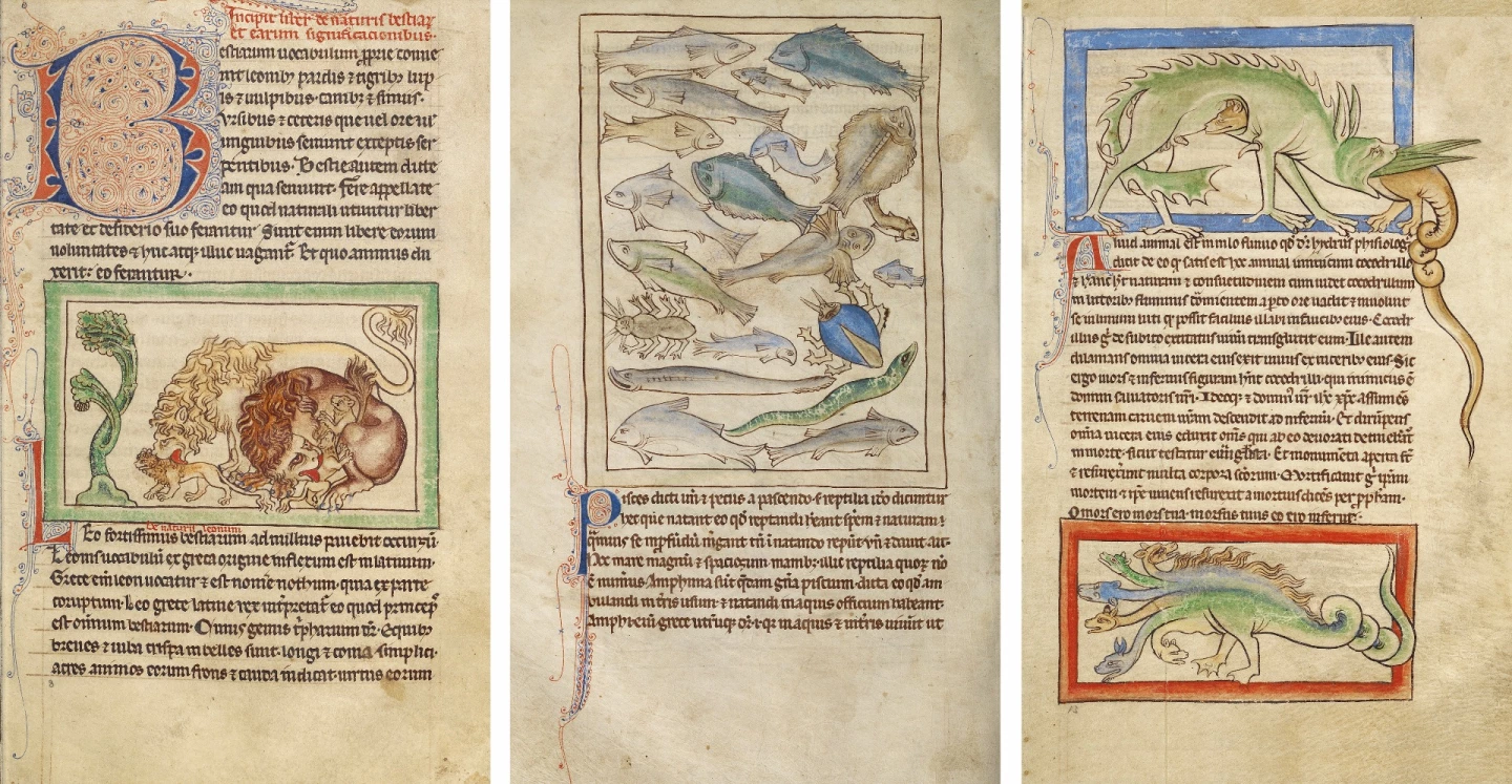 Bestiaries (a compendium of descriptions and images of real and imaginary animals intended to provide readers with moral lessons) became popular in the Middle Ages. The Northumberland Bestiary was purchased in 1990 by the J. Paul Getty Museum in Los Angeles and can now be explored in detail online. We didn't give it official scientific manuscript status because Bestiaries used the representations of animals to explain their significance within religious context. It is almost a scientific document given its time, and a quite fascinating exercise demonstrating humanity's unfathomable capacity to suspend disbelief, but "no cigar". It sold at a Sotheby's auction in 1990 for $5,800,000.