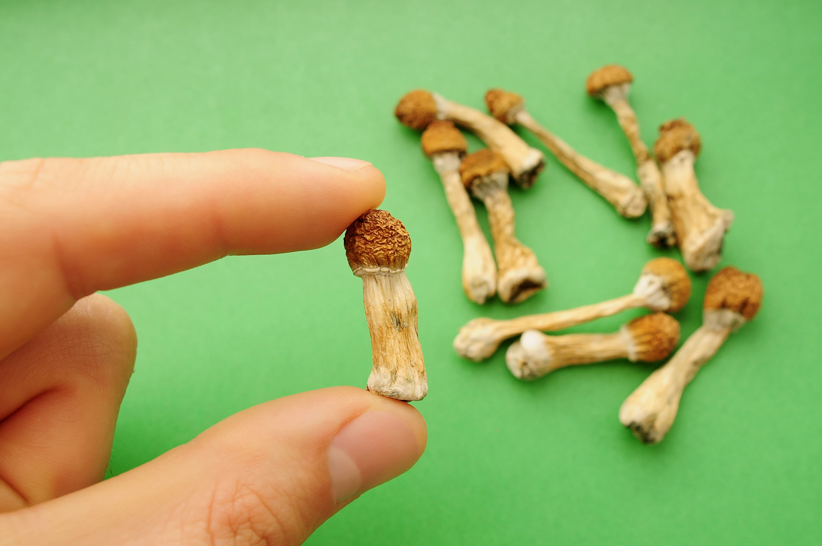 The psilocybin in Psilocybe cubensis mushrooms, aka magic mushrooms, has shown great promise in many clinical trials