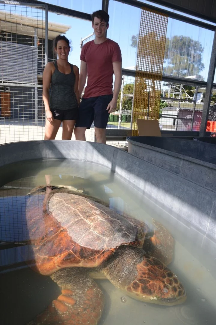 A sea turtle in the saltwater tank