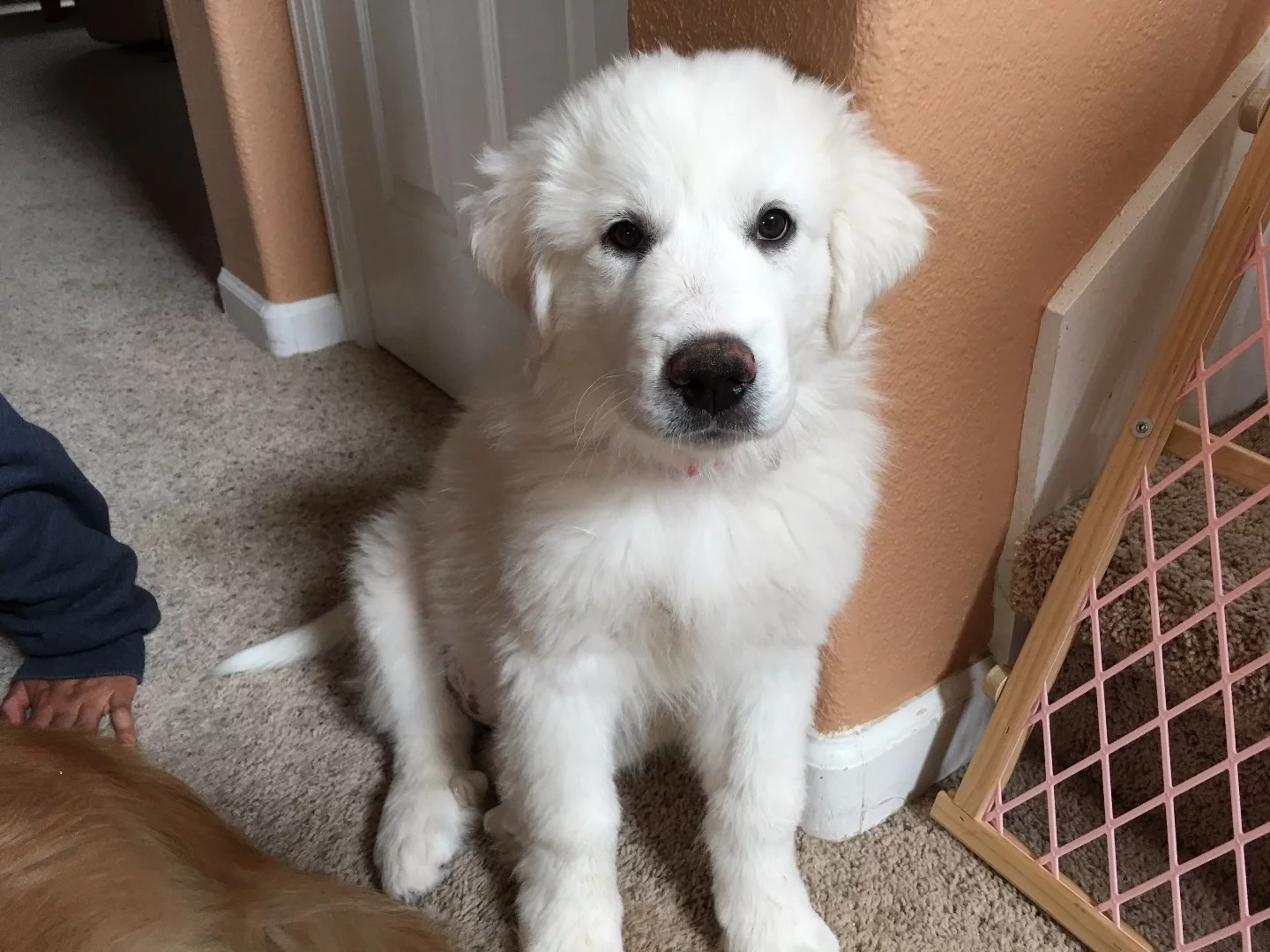 Sample indoors shot (medium lighting), iPhone 6s Plus