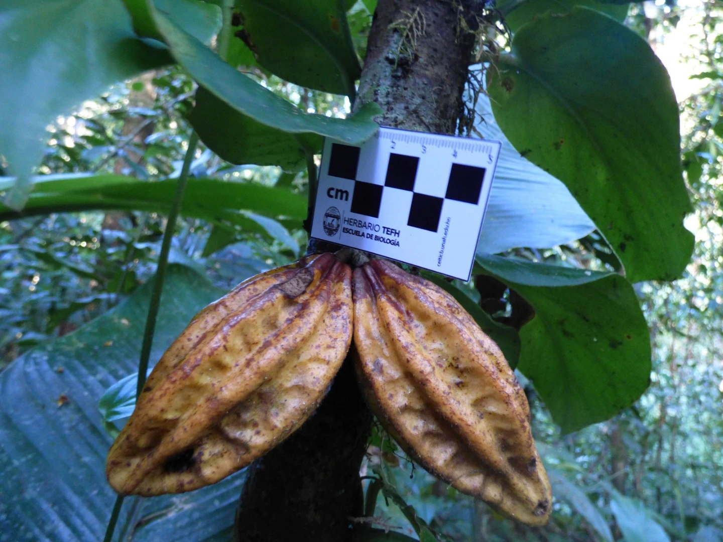 Cacao de monte fruits, which are used to produce chocolate, were found in the White City area