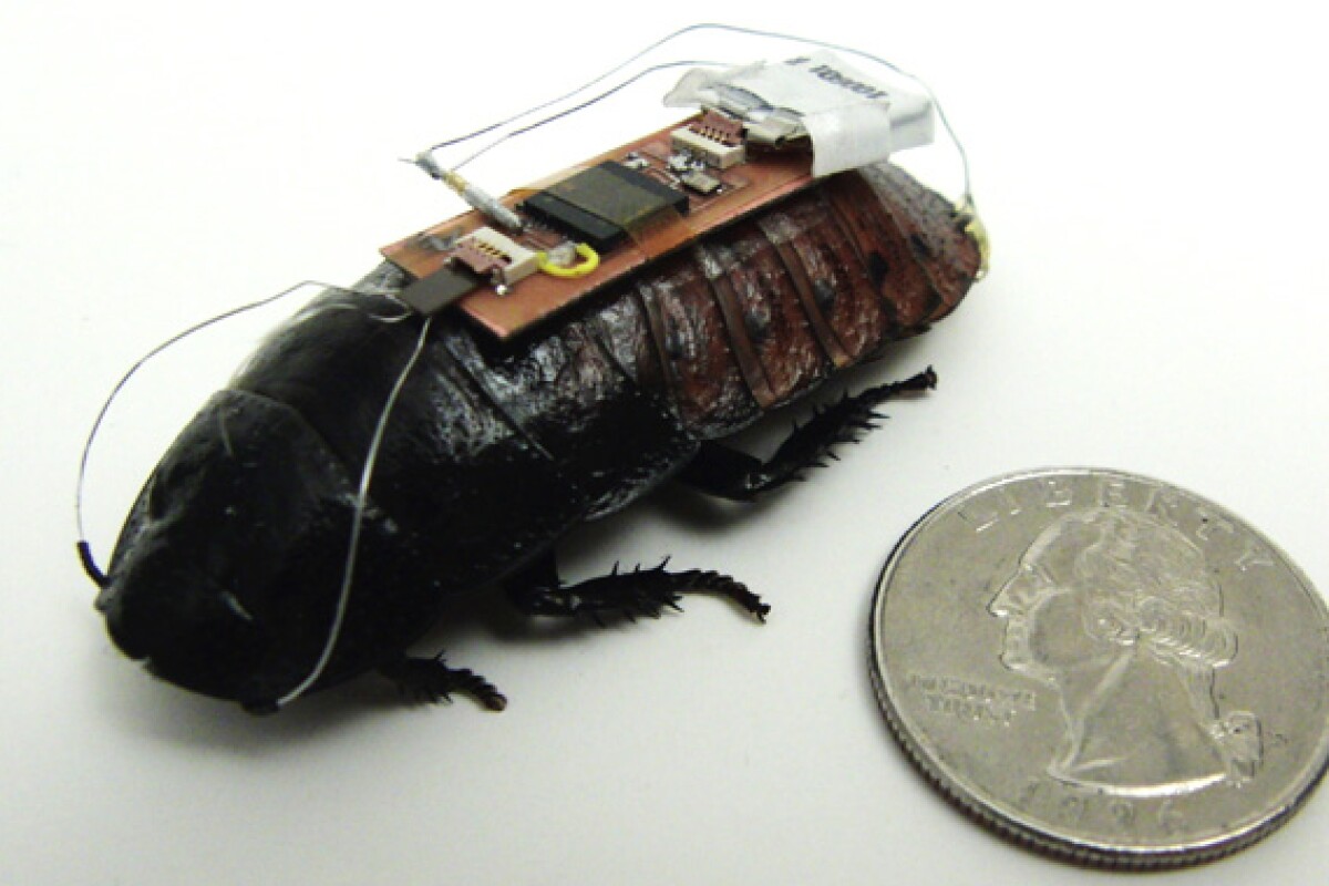 Xbox Kinect used to steer cockroach biobots