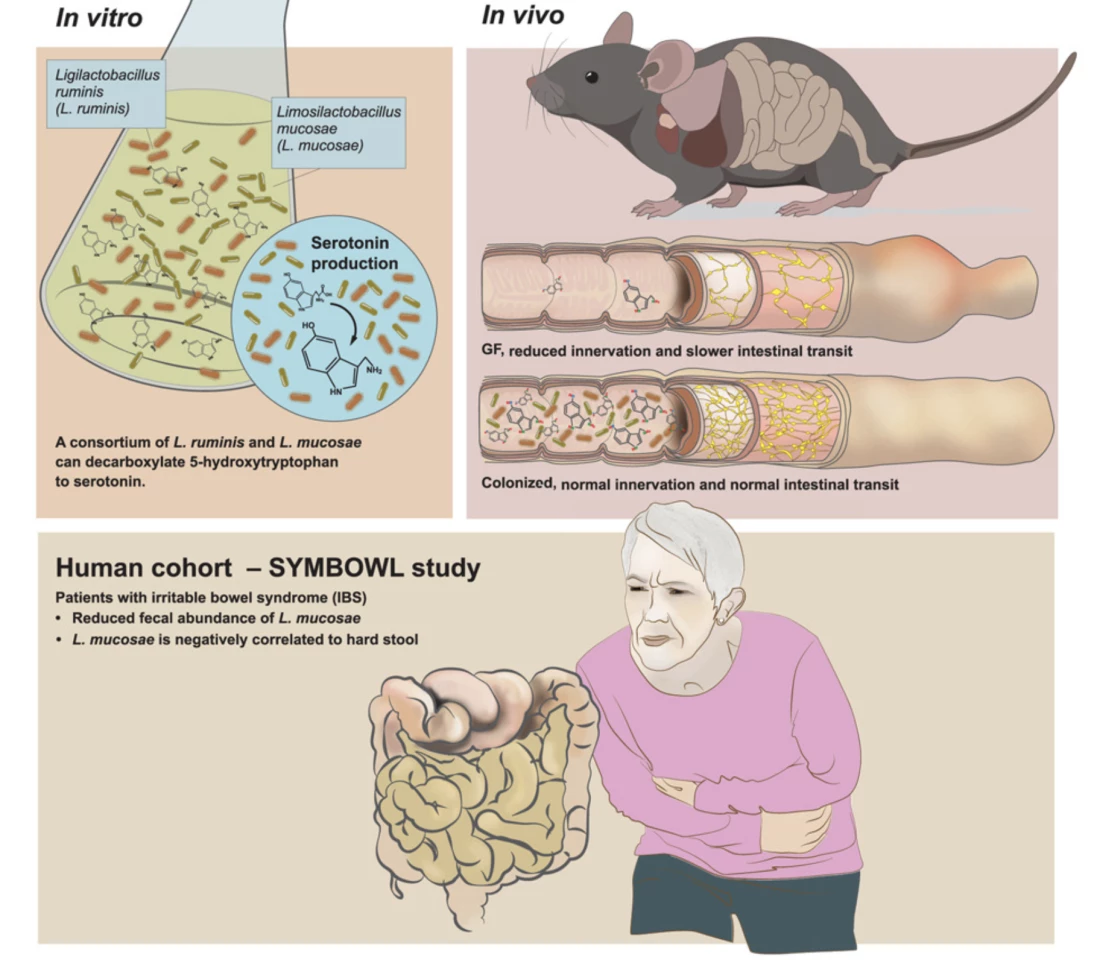 Graphical abstract of the research