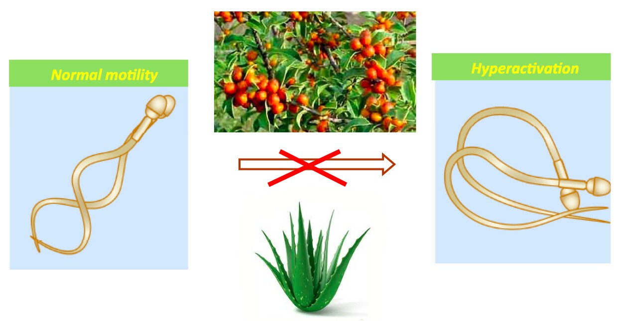 The increase in motility neccesery for sperm to reach and penetrate the egg can be hindered by compounds found in these traditional folk contraceptives