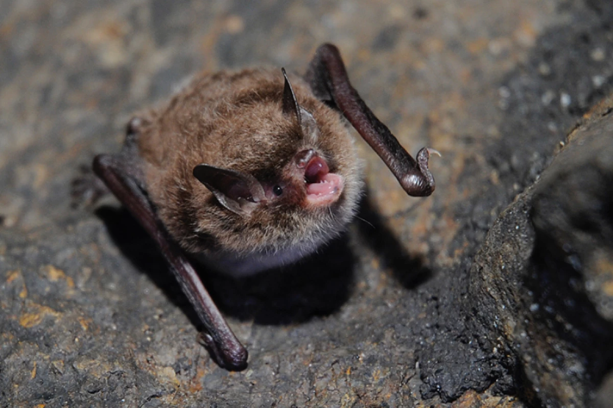 A Daubenton’s bat, giving its fellow bats an earful