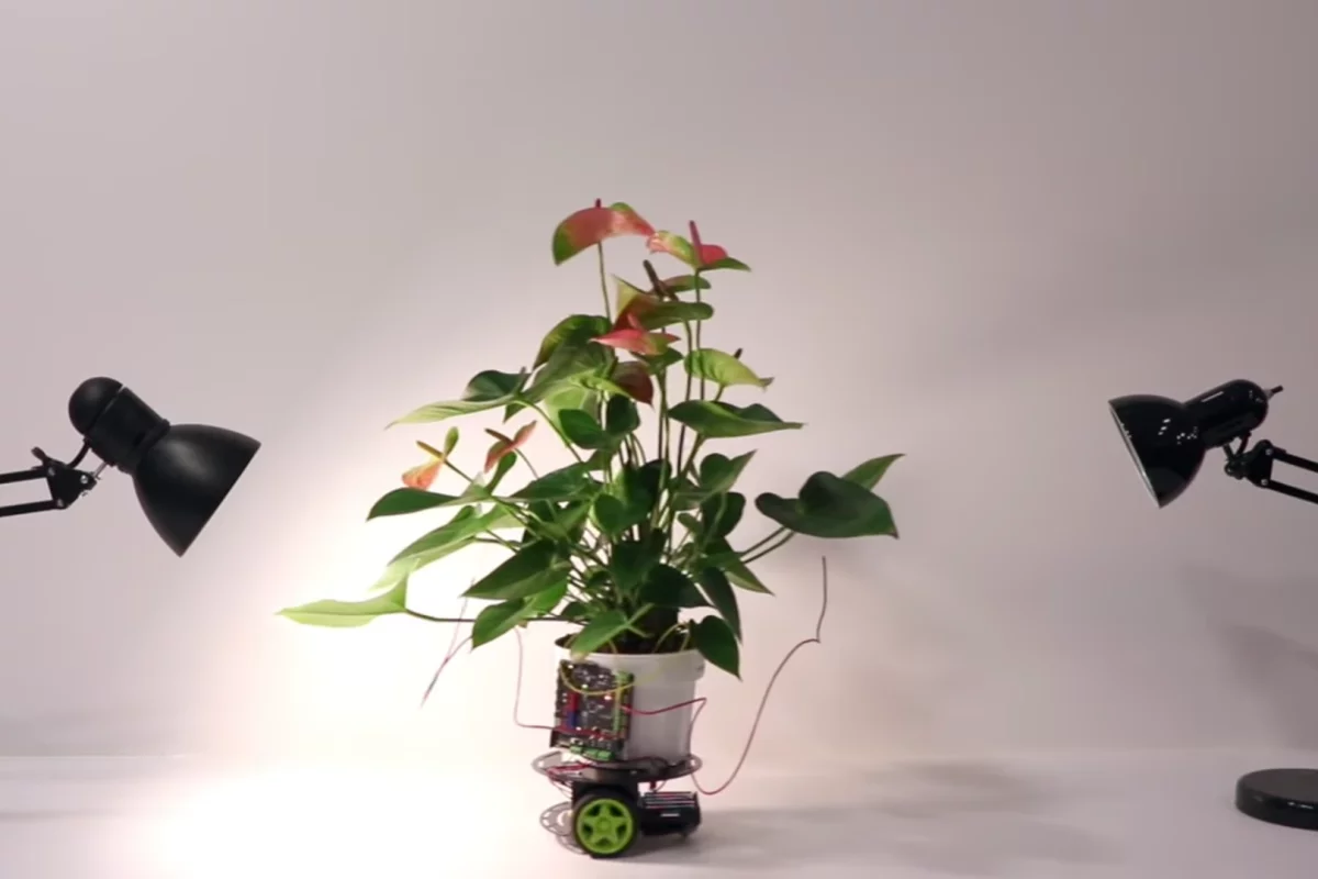 MIT Media Lab has created Elowan, a cyborg plant that can drive itself towards light sources