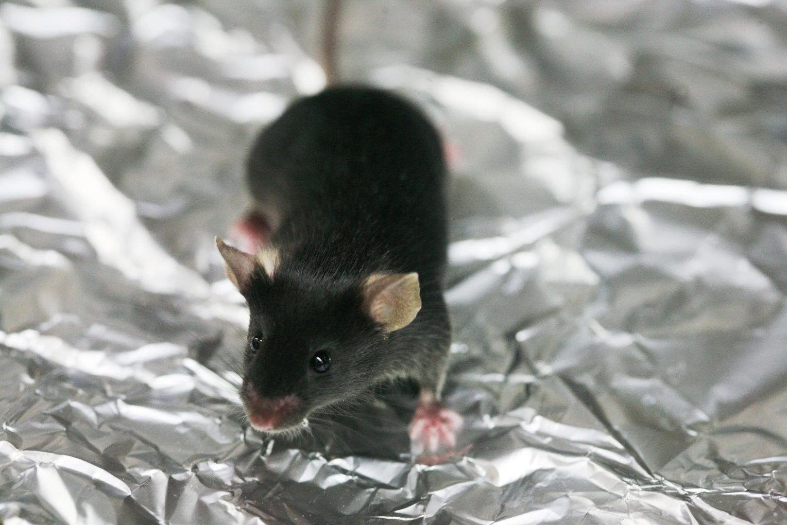 The treatment eliminated OCD-like behaviour in lab mice within minutes, as opposed to the weeks required for regular antidepressants