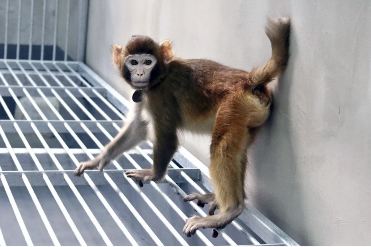 ReTro, pictured at 17 months, has become the first cloned healthy rhesus monkey to live to adulthood