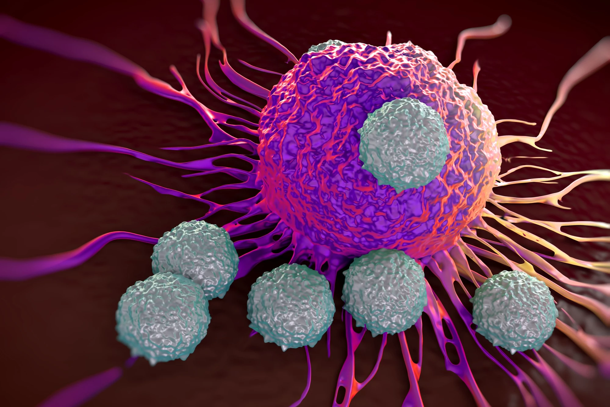 A nutrient found in meat and dairy products boosts T cells' ability to fight cancer, a study has found