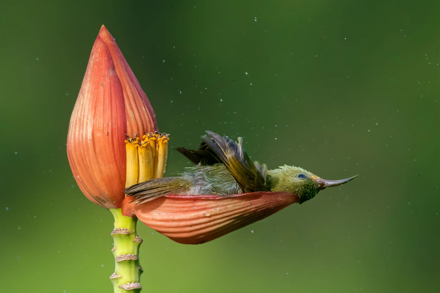 Gold - Bird Behavior. Floral Bathtub. Crimson Sunbird. Nikon D500 with Nikkor 300mm f/4 and 1.4x teleconverter. Focal length 420mm, 1/4,000 second, f/7.1, ISO 1,600