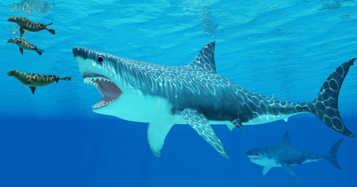 New analysis reveals just how big the monstrous Megalodon really was