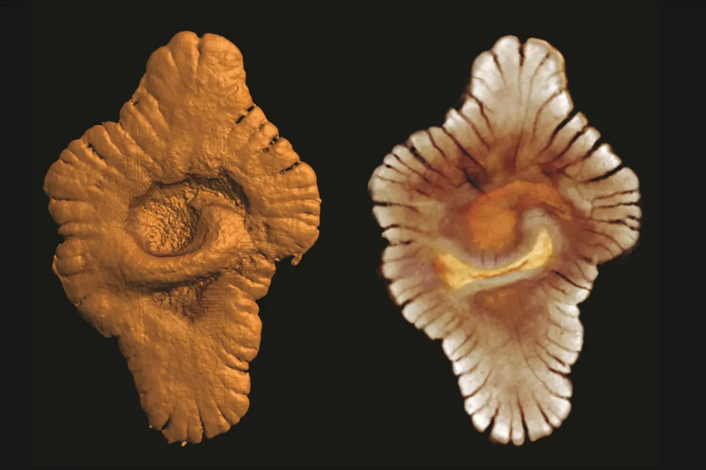 Samples of structures from the Francevillian formation, which some scientists interpret as fossils of early complex life