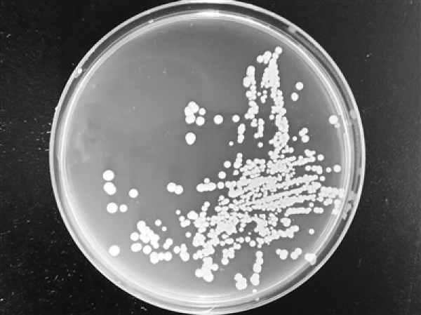 The Pichia pastoris yeast, engineered for superior methanol tolerance and conversion efficiency
