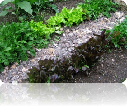 EcoCrade can be used as mulch for your garden, where it will improve moisture retention and add nutrients