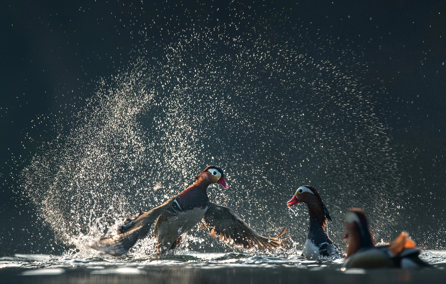 NATURE, SEALIFE, WILDLIFE PORTFOLIORUNNER-UP: WENMING TANG, CHINAPoyang Lake, Jiangxi, ChinaPoyang Lake National Nature Reserve is located in the north of Jiangxi Province. Poyang Lake is the largest freshwater lake in China and provides a seasonal home for more than 100 species of migratory birds, including 11 endangered species.Nikon D5, 800mm lens, f 7.1, 1/2000s sec, ISO 7.1