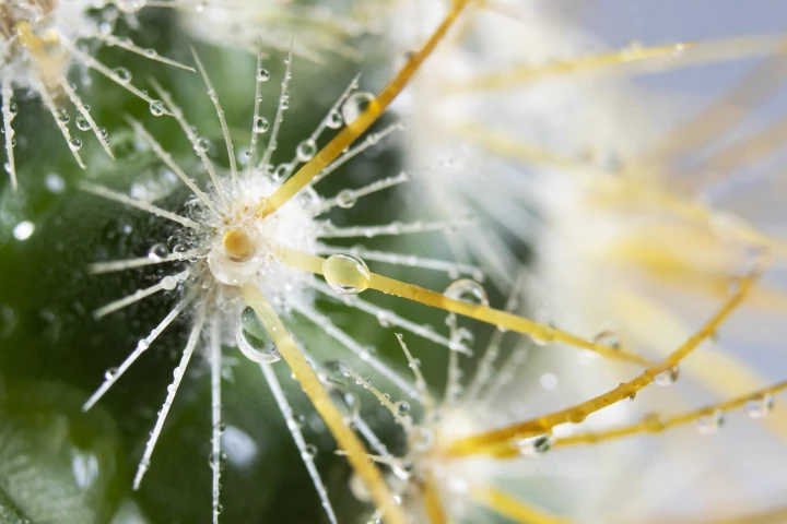 Cactus plants utilize Laplace pressure to draw in droplets of water that form on the ends of their needles