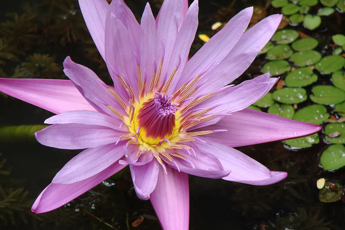 Corning has unveiled its new Lotus Glass, designed for use in OLED and next-generation LCD screens (Photo: Nivedita Patil)