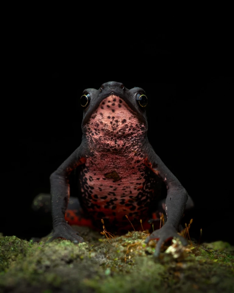 "Atelopus seminiferous," Latin America Regional Awards winner, Sony World Photography Awards 2026