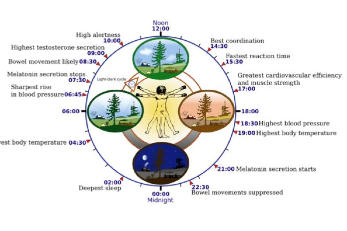 Scientists have identified the mechanism responsible for driving the internal clock of almost all living organisms (Image: Yassine Mrabet)