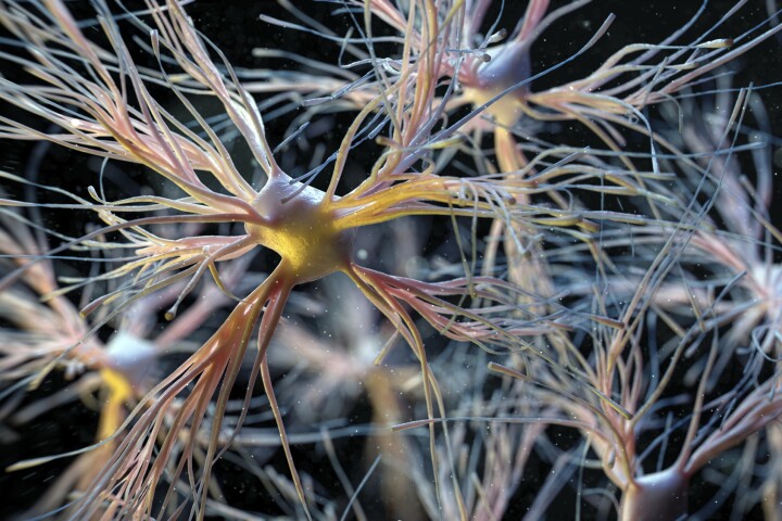 A new study has found that a transplant of progenitor glial cells, which differentiate into specialized brain support cells like the astrocyte pictured here, can replace unhealthy and aged cells
