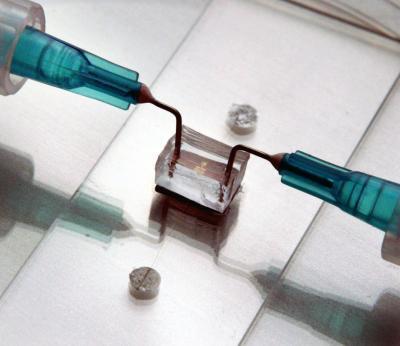The frog peptide chip in use (Photo: Frank Wojciechowski)