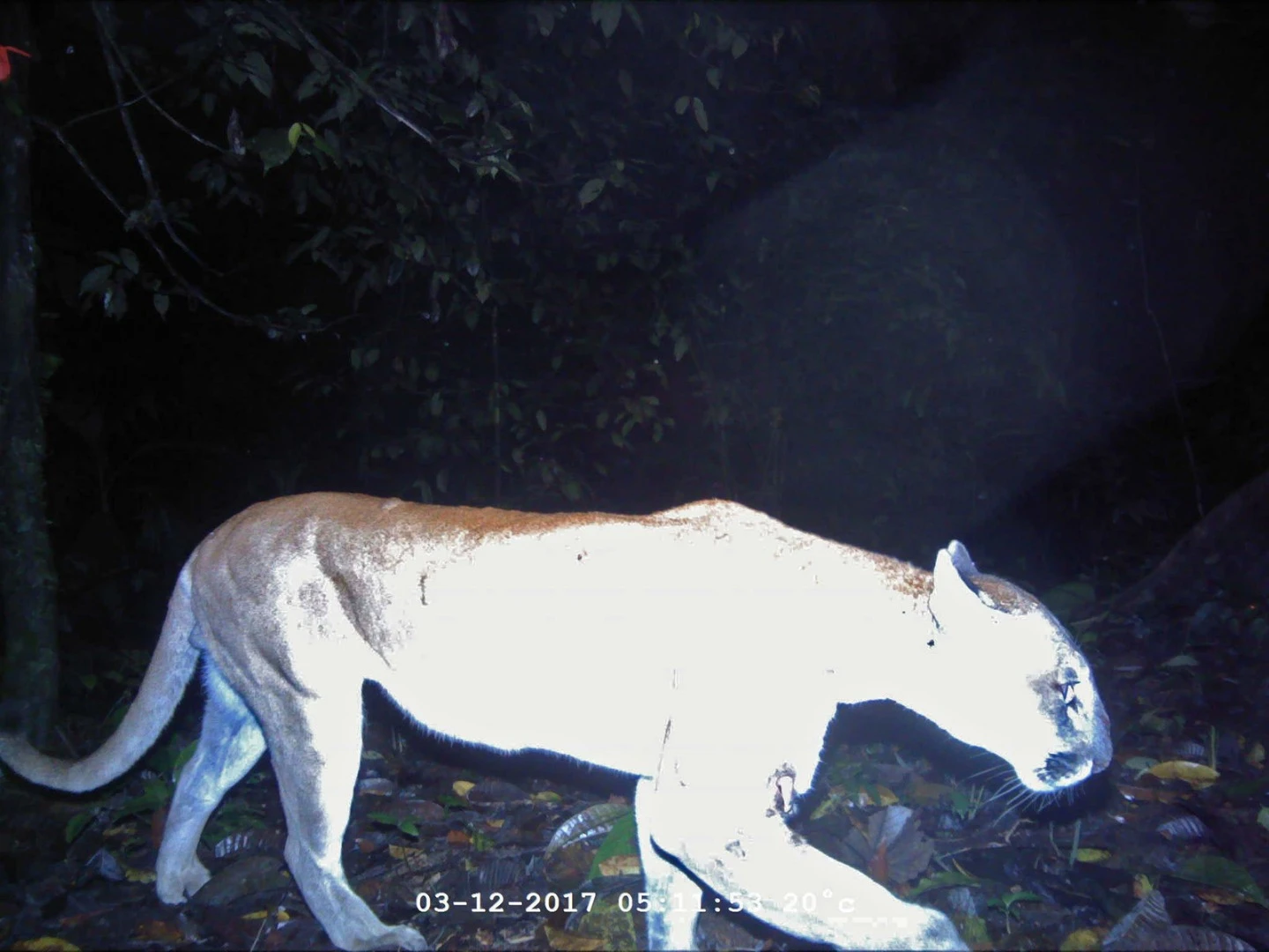 Pumas appear to be relatively common in the area, according to the team