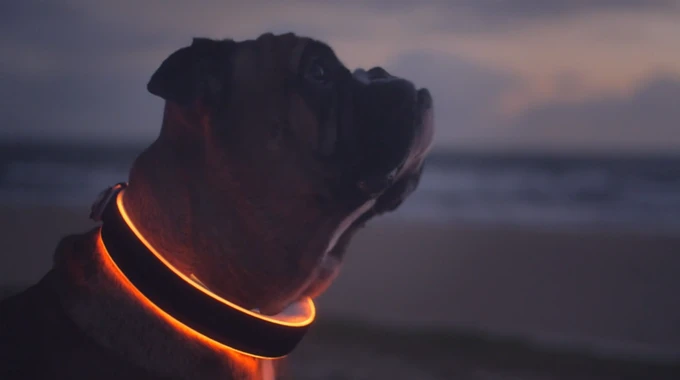 The Buddy smart dog collar comes in a number of different sizes for different breeds of dogs