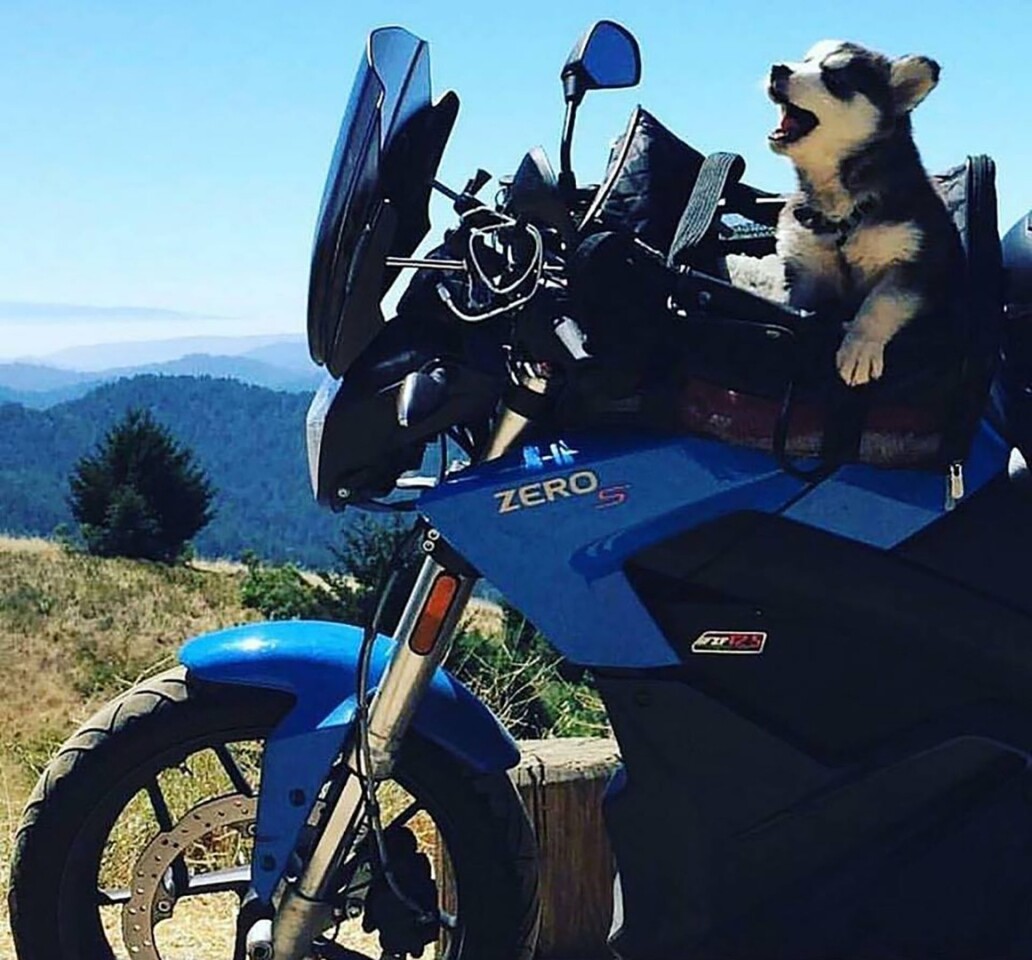 Charger on the bike. As a puppy, she was more the size Terry expected