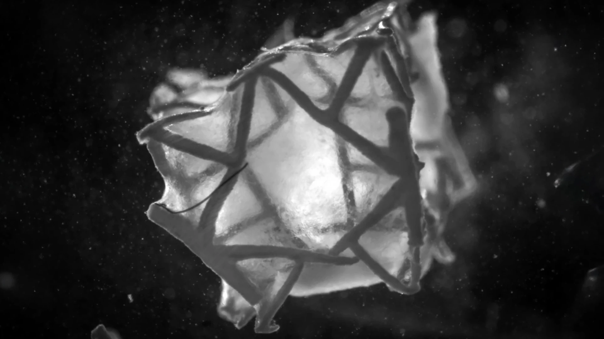 Kredit: : Soft Robotics Lab/ETH Zurich.