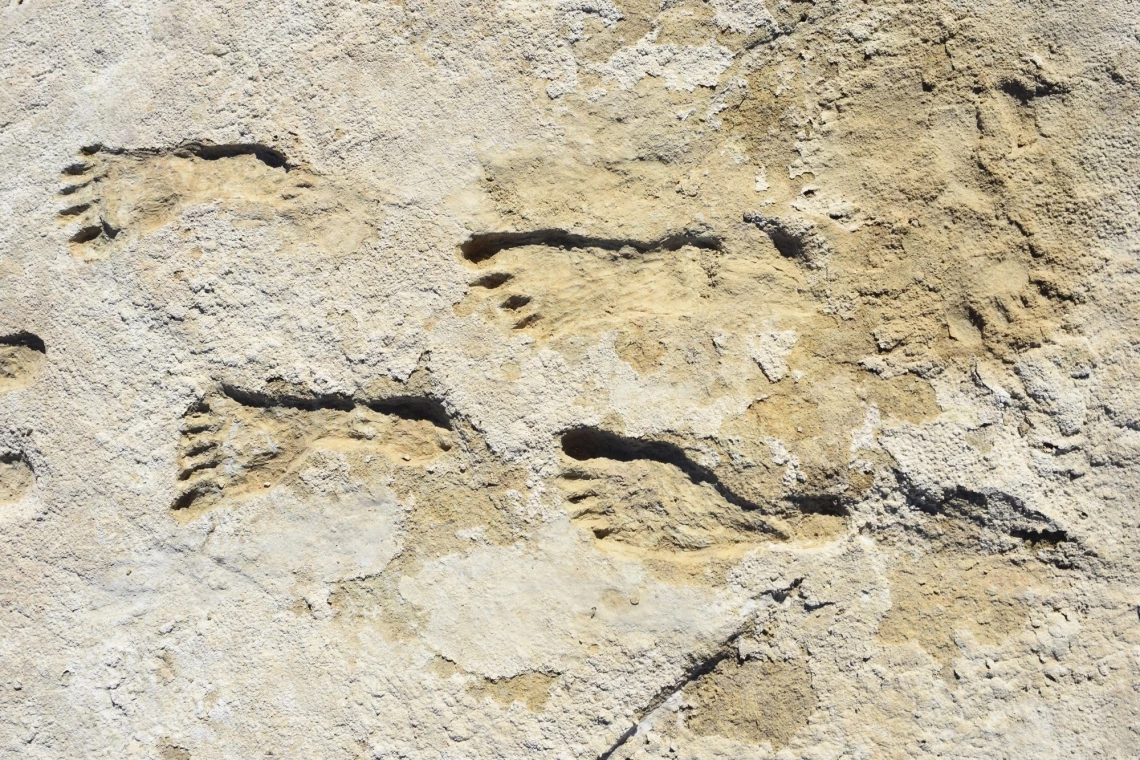 Archeologists have discovered fossilized human footprints that may represent the oldest unambiguous evidence of human settlement in North America