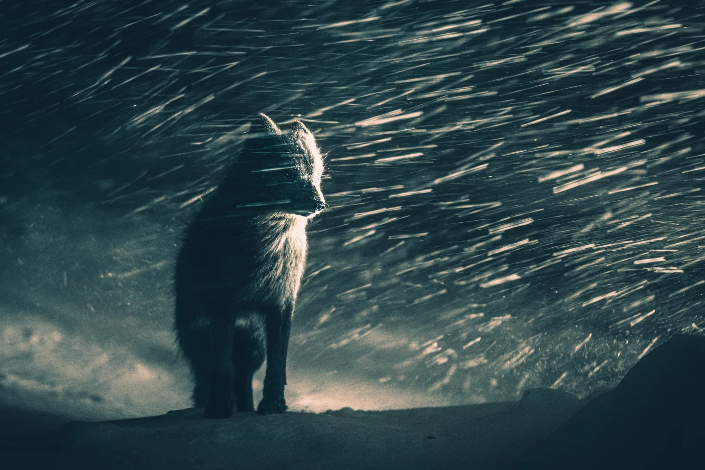"Arctic Fox in Blizzard" by Klaus Hellmich (Germany) – Winner, Open Competition in Natural World & Wildlife