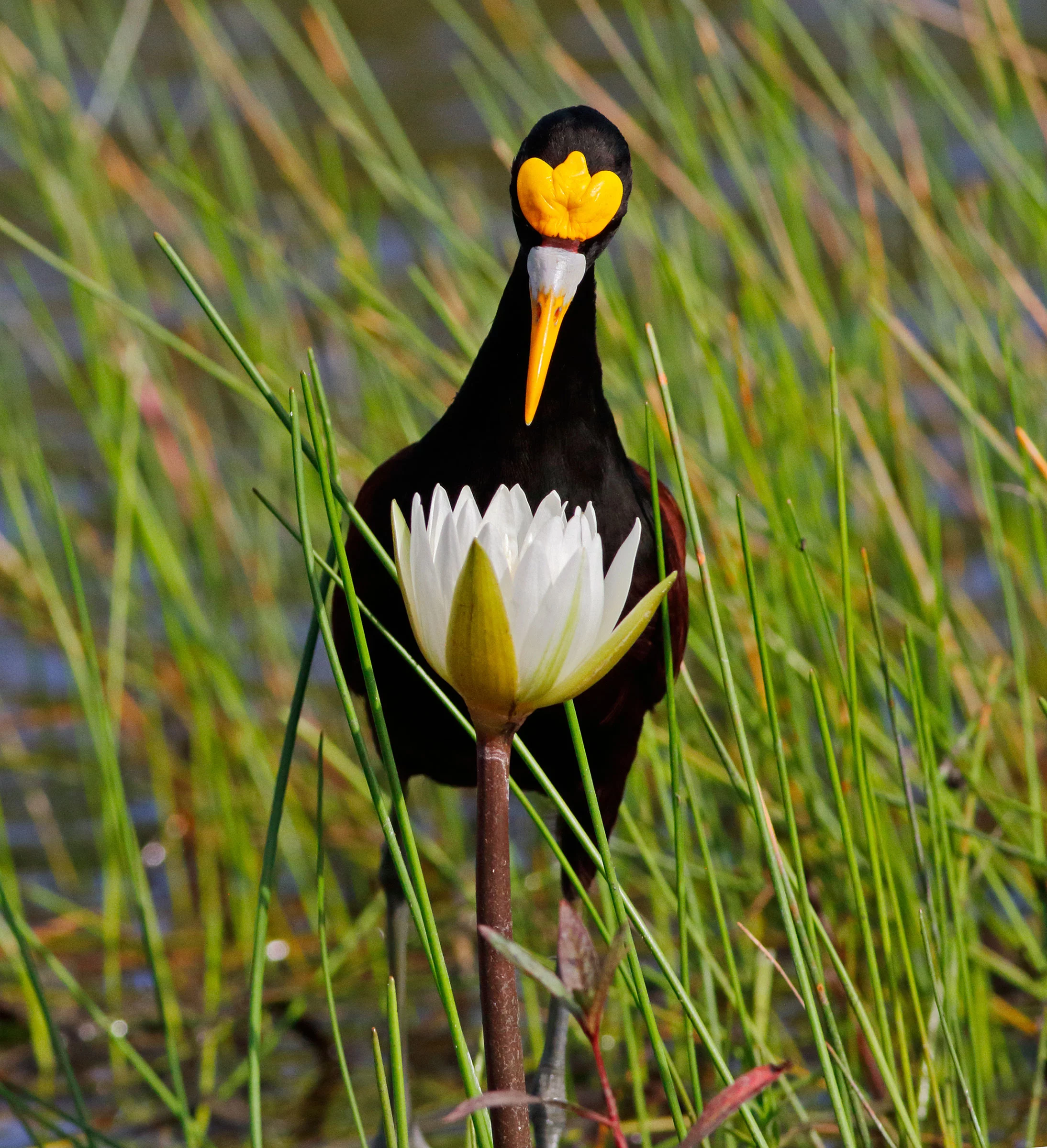 Winner - Youth. Northern Jacana. New River, Orange Walk District, Belize