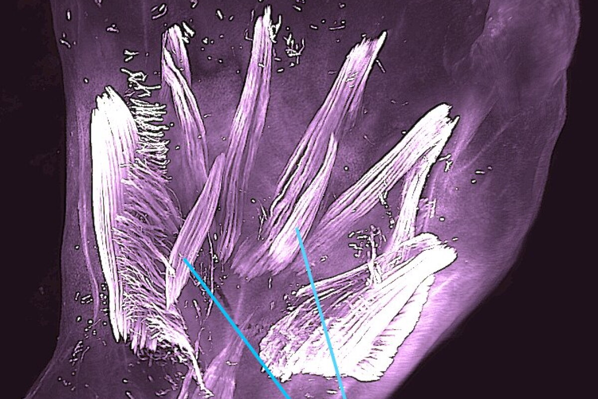 ancient reptilian limb muscles found in