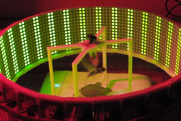 A moth in the NCSU flight-assessment rig