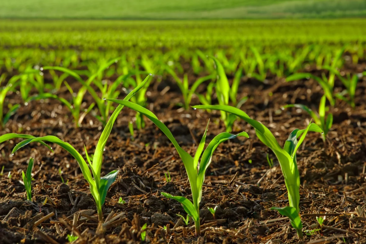 Engineering plants that can better absorb iron from alkaline soils could open up large swathes of currently unsuitable land for staple crops like corn