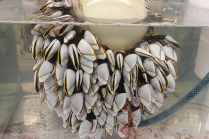 Lepas anatifera being grown in the lab