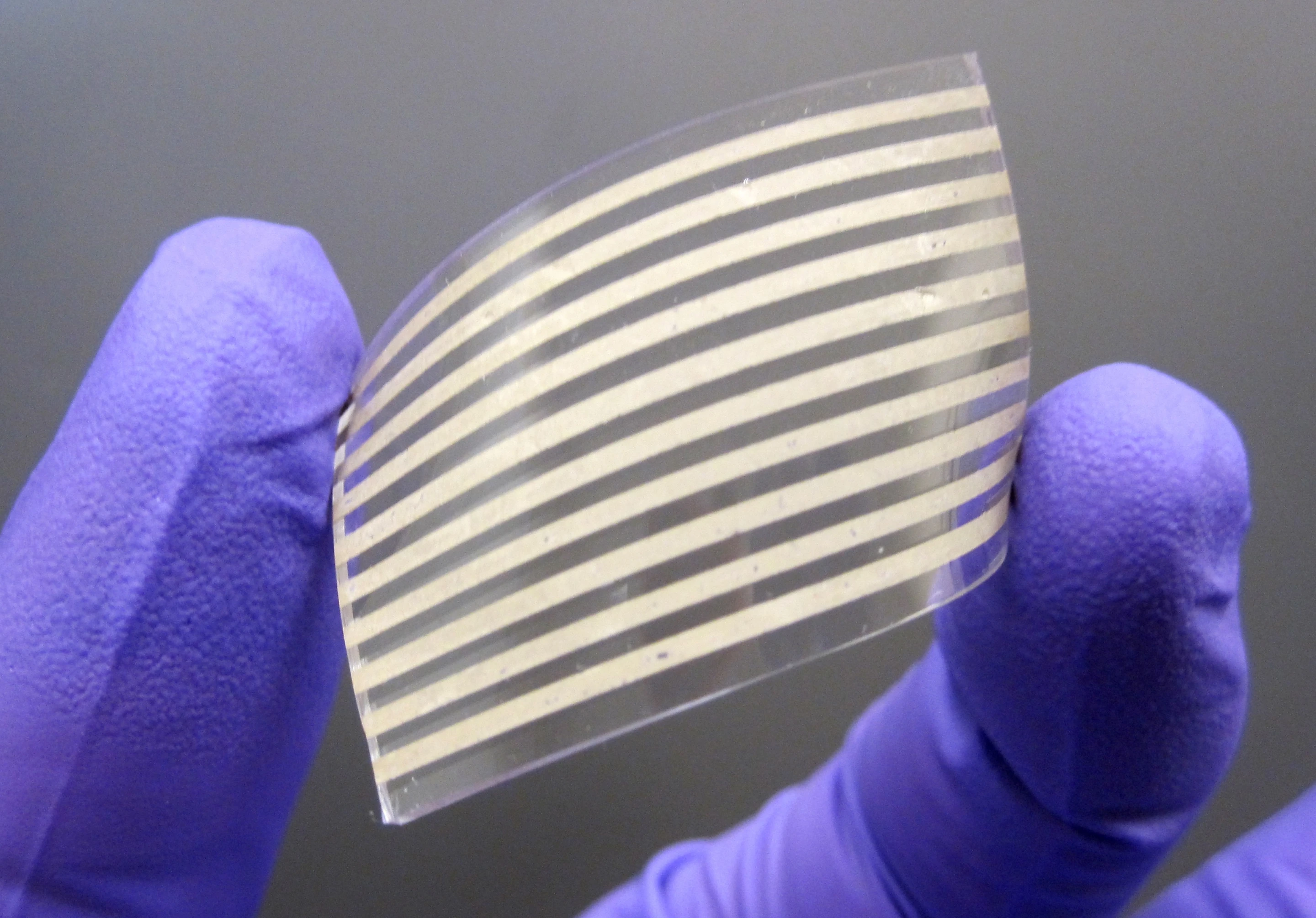 A team of scientists have created elastic conductors using silver nanowires, which are said to offer several advantages over other materials used in the past (Photo: Dr. Yong Zhu)