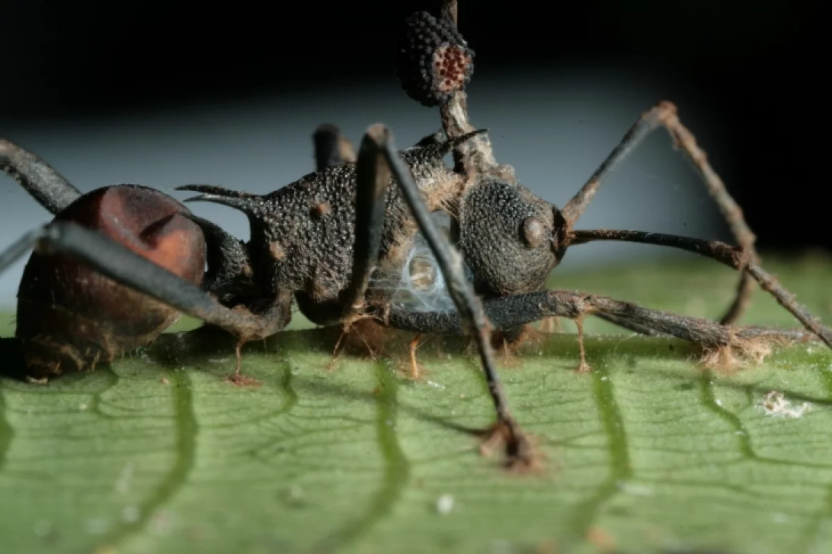 An ant that's been infected by the "zombie ant" fungus