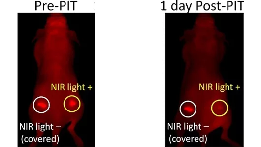 Image of a mouse with implanted tumors before and after receiving photoimmunotherapy (PIT) (Photo: NCI)